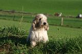 PTIT BASSET GRIFFON V.  012